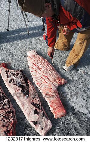 Stock Photograph - Hunter cutting up a Harbor Seal during a freshwater hunt on the frozen Lake Iliamna, Pedro Bay, Southcentral Alaska, USA. Fotosearch