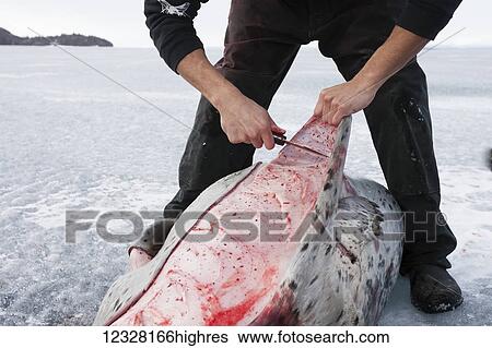 Hunter skinning a Harbor Seal during a freshwater hunt on the frozen Lake Iliamna, Pedro Bay, Southcentral Alaska, USA View Large Photo Image Stock Photograph - Hunter skinning a Harbor Seal during a freshwater hunt on the frozen Lake Iliamna, Pedro Bay, Southcentral Alaska, USA. Fotosearch