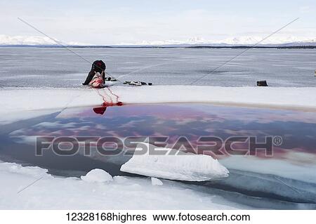 Hunter skinning a Harbor Seal during a freshwater hunt on the frozen Lake Iliamna, Pedro Bay, Southcentral Alaska, USA View Large Photo Image Stock Photograph - Hunter skinning a Harbor Seal during a freshwater hunt on the frozen Lake Iliamna, Pedro Bay, Southcentral Alaska, USA. Fotosearch