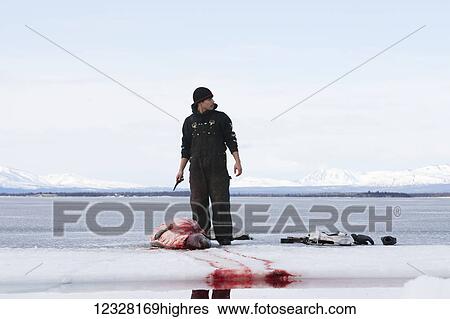 Hunter skinning a Harbor Seal during a freshwater hunt on the frozen Lake Iliamna, Pedro Bay, Southcentral Alaska, USA View Large Photo Image Stock Photograph - Hunter skinning a Harbor Seal during a freshwater hunt on the frozen Lake Iliamna, Pedro Bay, Southcentral Alaska, USA. Fotosearch