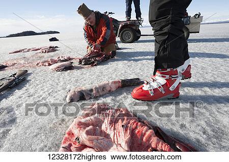 Stock Photograph - Hunters cutting up a Harbor Seal during a freshwater hunt on the frozen Lake Iliamna, Pedro Bay, Southcentral Alaska, USA. Fotosearch
