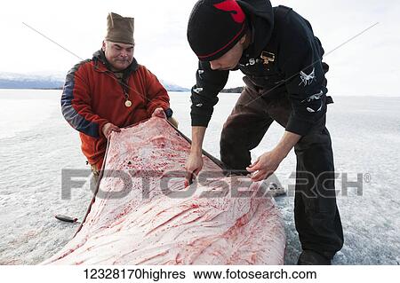 Stock Photograph - Hunters skinning a Harbor Seal during a freshwater hunt on the frozen Lake Iliamna, Pedro Bay, Southcentral Alaska, USA. Fotosearch