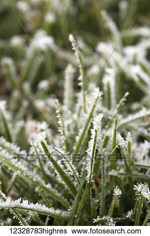 Stock Photograph - Ice crystals on blades of grass; Alaska, United States of America. Fotosearch
