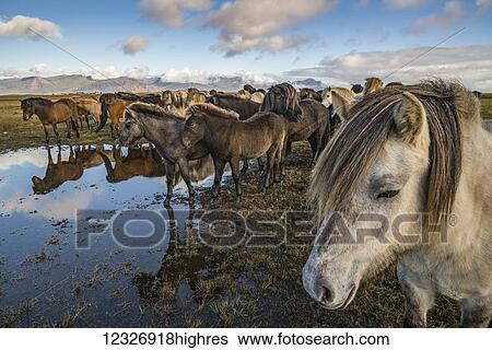 Stock Photograph - Icelandic horses; Iceland. Fotosearch