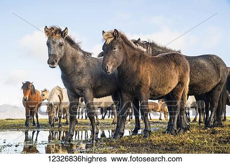 Stock Photograph - Icelandic horses; South Coast, Iceland. Fotosearch