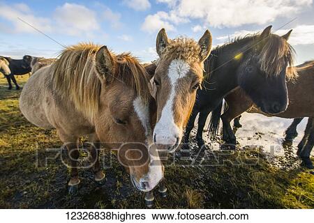 Stock Photograph - Icelandic horses; South Coast, Iceland. Fotosearch