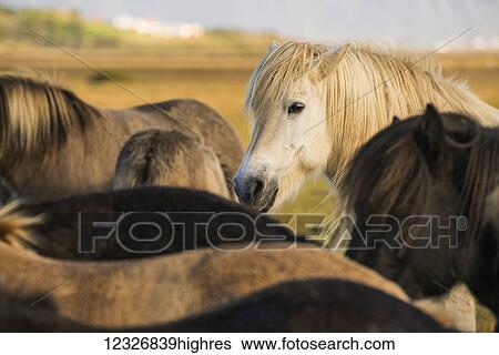 Stock Photograph - Icelandic horses; South Coast, Iceland. Fotosearch