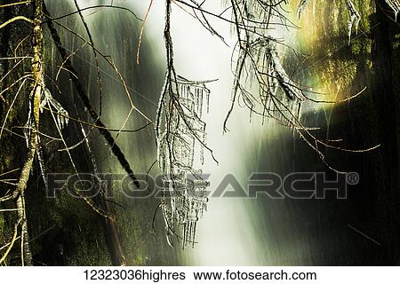 Stock Photograph - Icicle growing from a branch sharing space with a rainbow above a waterfall in the Olympic Peninsula rain forest; Washington, United States of America. Fotosearch