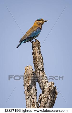 Stock Photograph - Indian roller (Coracias benghalensis) perched on top of branch; Chandrapur, Maharashtra, India. Fotosearch