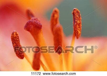 Stock Image - Inside of flower. Fotosearch