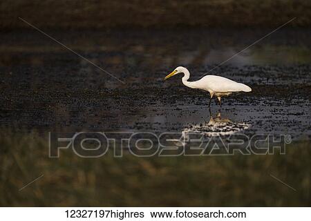 Stock Photograph - Intermediate egret (Ardea intermedia) wades through shallows in sunlight; Chandrapur, Maharashtra, India. Fotosearch
