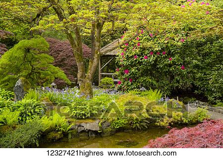 Japanese garden at Butchart Gardens; Victoria, British Columbia, Canada View Large Photo Image Stock Photograph - Japanese garden at Butchart Gardens; Victoria, British Columbia, Canada. Fotosearch