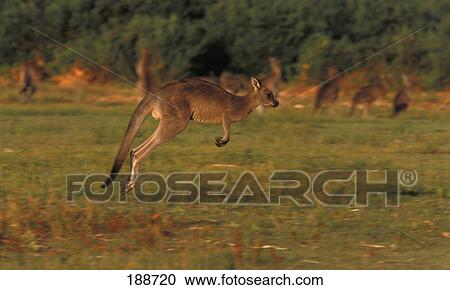 Stock Image - Kangaroo jumping. Fotosearch