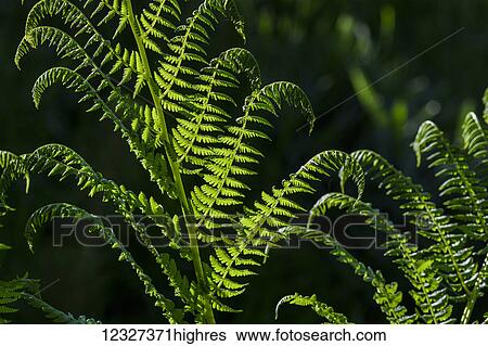 Lady Fern (Athyrium) fronds are back lit in the forest; Astoria, Oregon, United States of America View Large Photo Image Stock Photograph - Lady Fern (Athyrium) fronds are back lit in the forest; Astoria, Oregon, United States of America. Fotosearch