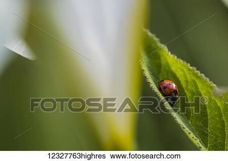 Stock Photograph - Ladybug beetle (Coccinellidae) sitting on a leaf; Astoria, Oregon, United States of America. Fotosearch