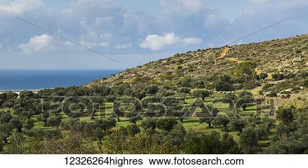 Landscape of a tree filled hill and water in the distance under a cloudy sky; Ein Hod, Haifa District, Israel View Large Photo Image Stock Photograph - Landscape of a tree filled hill and water in the distance under a cloudy sky; Ein Hod, Haifa District, Israel. Fotosearch