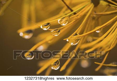 Stock Photograph - Larch needles and raindrops in autumn; Enfield, Nova Scotia, Canada. Fotosearch