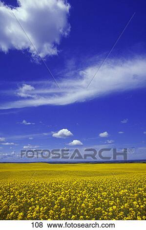 Large field of canola View Large Photo Image Stock Photo - Large field of canola. Fotosearch