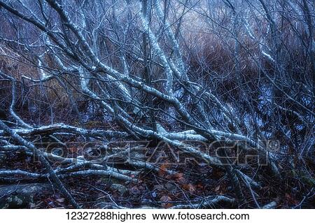 Stock Photograph - Late autumn alders seem to glow in a misty evening twilight; Oakfield, Nova Scotia, Canada. Fotosearch