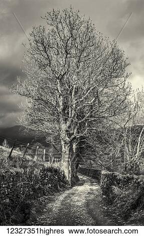 Leafless tree standing beside a country lane in the Lake District in black and white; Cumbria, England View Large Photo Image Stock Photograph - Leafless tree standing beside a country lane in the Lake District in black and white; Cumbria, England. Fotosearch