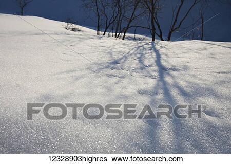 Leafless trees cast shadows on the snow with a blue sky; Alaska, United States of America View Large Photo Image Stock Photograph - Leafless trees cast shadows on the snow with a blue sky; Alaska, United States of America. Fotosearch