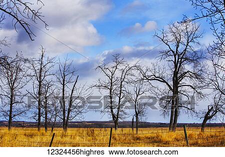 Stock Photograph - Leafless trees in a brown field under a cloudy sky; Alberta, Canada. Fotosearch