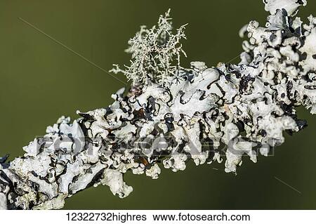 Stock Photograph - Lichen growing on a tree; Astoria, Oregon, United States of America. Fotosearch