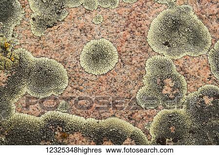 Stock Photograph - Lichen on rock, Grasslands National Park; Saskatchewan, Canada. Fotosearch