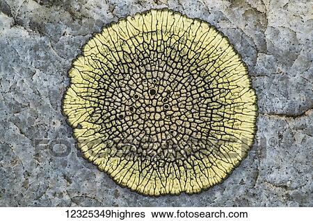 Stock Photograph - Lichen on rock, Grasslands National Park; Saskatchewan, Canada. Fotosearch