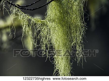 Stock Photograph - Lichens adorn the trees of Western Oregon; Hammond, Oregon, United States of America. Fotosearch