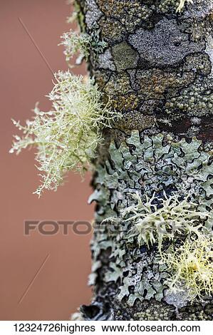 Stock Photograph - Lichens form patterns on the bark of a sapling; Astoria, Oregon, United States of America. Fotosearch