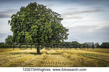 Stock Photograph - Lone green tree in a field; Knapwell, Cambridgeshire, England. Fotosearch
