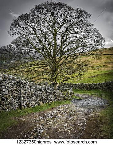 Lone tree standing proud in Lake District lane; Cumbria, England View Large Photo Image Stock Photograph - Lone tree standing proud in Lake District lane; Cumbria, England. Fotosearch