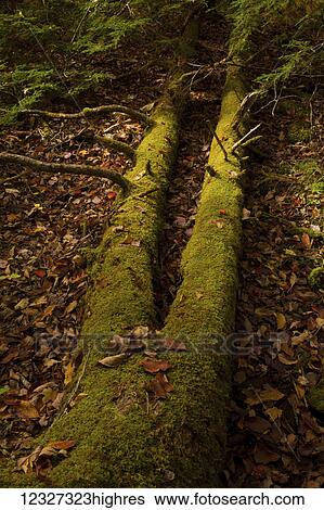 Long fallen tree trunks near the Rawdon River in autumn; Wellington, Nova Scotia, Canada View Large Photo Image Stock Photograph - Long fallen tree trunks near the Rawdon River in autumn; Wellington, Nova Scotia, Canada. Fotosearch