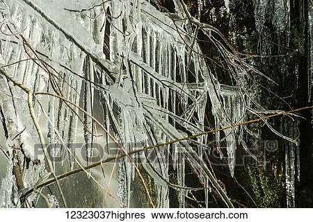 Long icicles forming from a branch next to a waterfall in the rain forest of the Olympic Peninsula; Washington, United States of America View Large Photo Image Stock Photograph - Long icicles forming from a branch next to a waterfall in the rain forest of the Olympic Peninsula; Washington, United States of America. Fotosearch