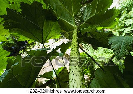 Stock Photograph - Low angle view and close-up of thorns on a green plant stem; Yorkshire, England. Fotosearch