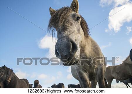 Stock Photograph - Low angle view of an Icelandic horse looking into the camera; South Coast, Iceland. Fotosearch