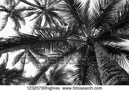 Low angle view of coconut palm trees in black and white; Honolulu, Oahu, Hawaii, United States of America View Large Photo Image Stock Photograph - Low angle view of coconut palm trees in black and white; Honolulu, Oahu, Hawaii, United States of America. Fotosearch