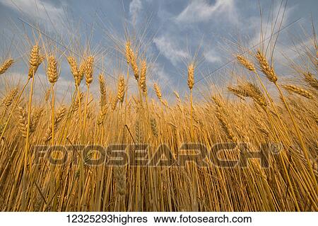 Stock Photograph - Low angle view of wheat in a field under a blue sky with cloud; Val Marie, Saskatchewan, Canada. Fotosearch