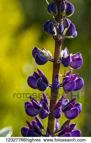 Stock Photograph - Lupine plant stands tall in a garden; Astoria, Oregon, United States of America. Fotosearch