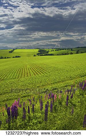 Lupines, corn field and rolling hills; Glen Valley, Prince Edward Island, Canada View Large Photo Image Stock Photograph - Lupines, corn field and rolling hills; Glen Valley, Prince Edward Island, Canada. Fotosearch