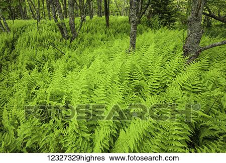 Stock Photograph - Lush fern meadow of New York ferns at the edge of a forest; Enfield, Nova Scotia, Canada. Fotosearch
