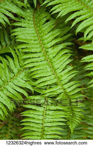 Stock Photograph - Lush, green ferns; Thetis Island, British Columbia, Canada. Fotosearch