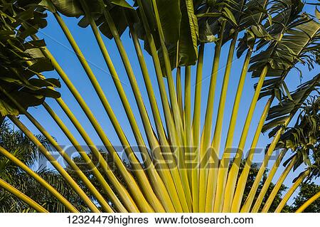 Stock Photograph - Lush green foliage against a blue sky; Hawaii, United States of America. Fotosearch