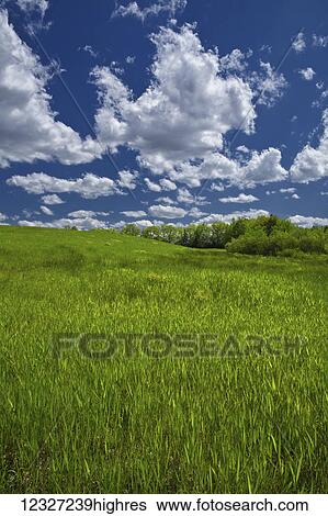 Stock Photograph - Lush green grass in a field under a blue sky with cloud; Oakfield, Nova Scotia, Canada. Fotosearch