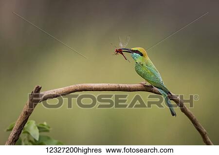 Stock Photograph - Male bee-eater (Merops orientalis) on branch holding red insect; Chandrapur, Maharashtra, India. Fotosearch