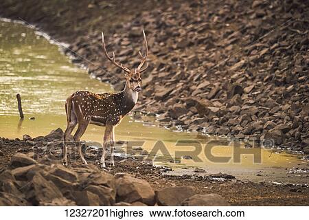 Stock Photograph - Male spotted deer (Axis axis) with antlers by water; Chandrapur, Maharashtra, India. Fotosearch