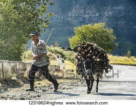 Stock Photograph - Man and donkey laden with firewood; Lori Province, Armenia. Fotosearch