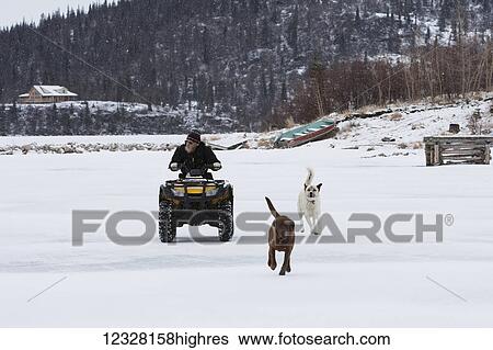 Stock Photograph - Man riding on an ATV with dogs alongside, Iliamna Lake, Pedro Bay, Southcentral Alaska, USA. Fotosearch