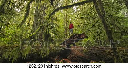 Stock Photograph - Man standing on a fallen log in Cathedral Grove, MacMillan Provincial Park, Vancouver Island; British Columbia, Canada. Fotosearch